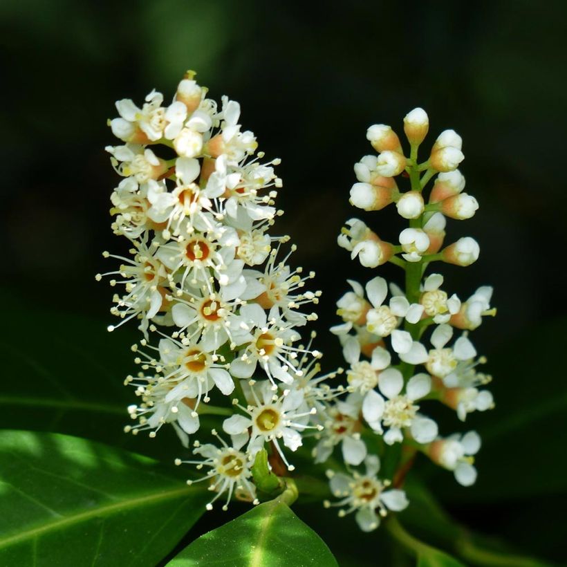 Laurier Cerise - Prunus laurocerasus Mano (Floraison)