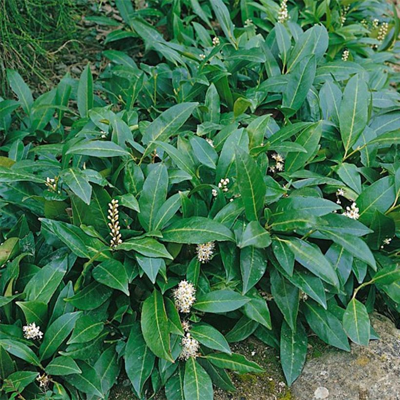 Laurier cerise - Prunus laurocerasus Novita (Feuillage)