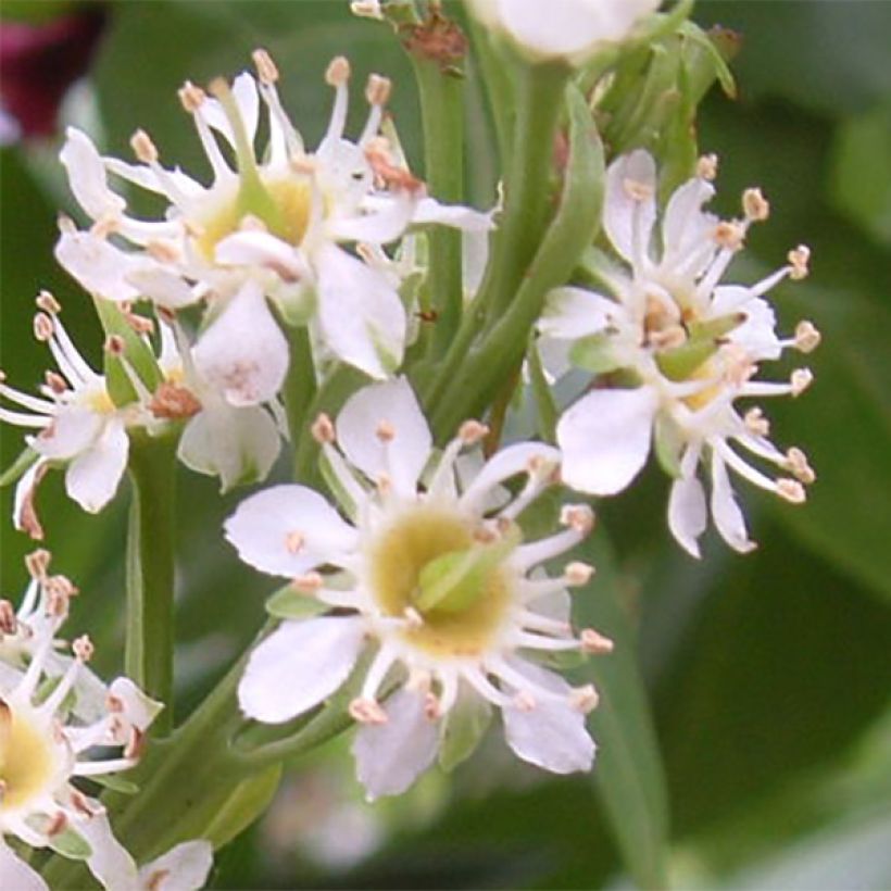 Laurier cerise - Prunus laurocerasus Otto Luyken  (Floraison)