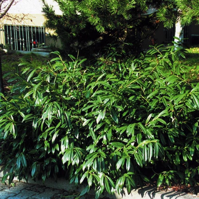 Laurier Cerise Zabeliana - Prunus laurocerasus (Port)