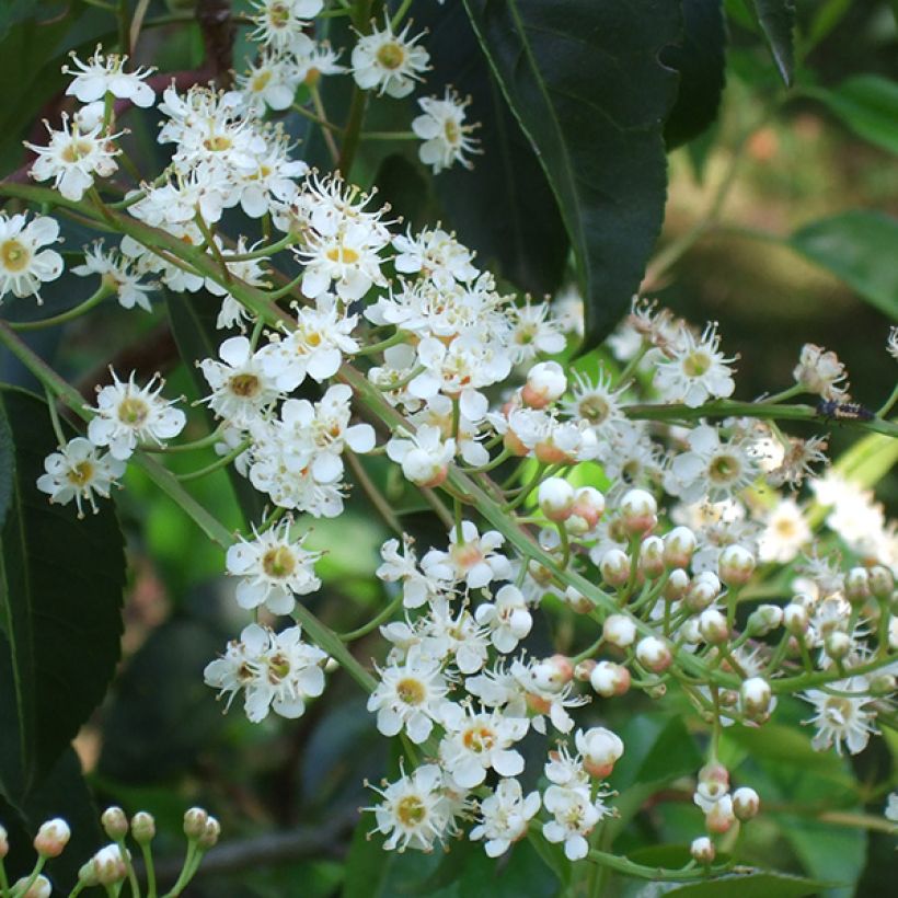 Laurier du Portugal - Prunus lusitanica (Floraison)