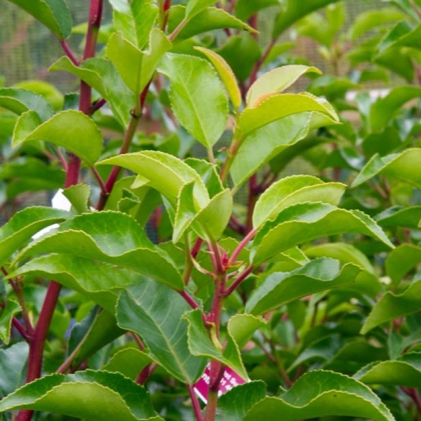 Laurier du Portugal - Prunus lusitanica Brenelia (Feuillage)
