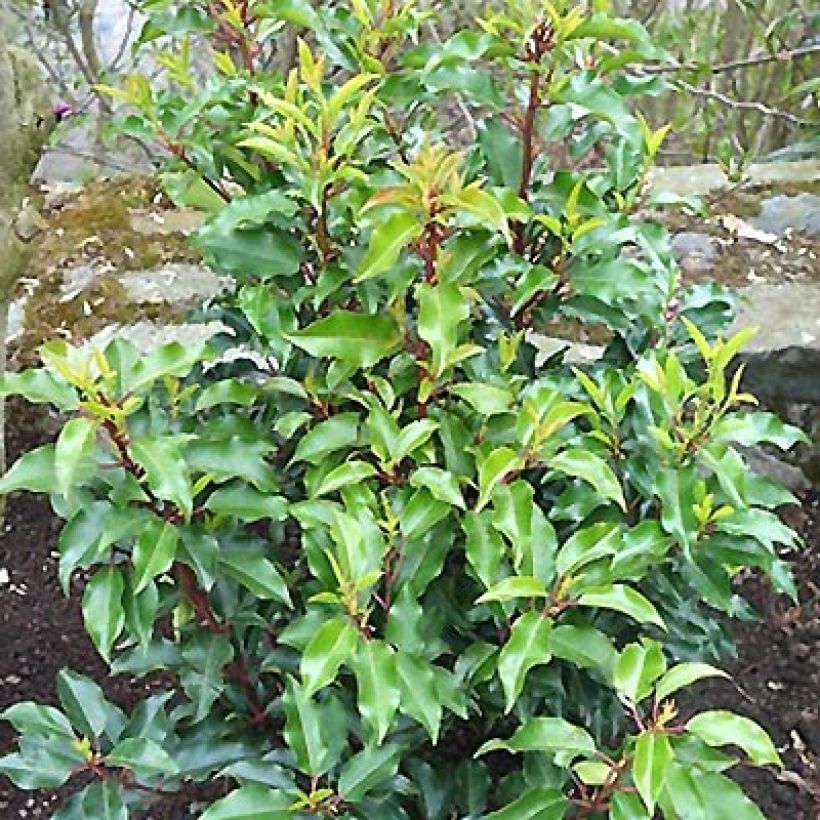 Laurier du Portugal - Prunus lusitanica Brenelia (Port)