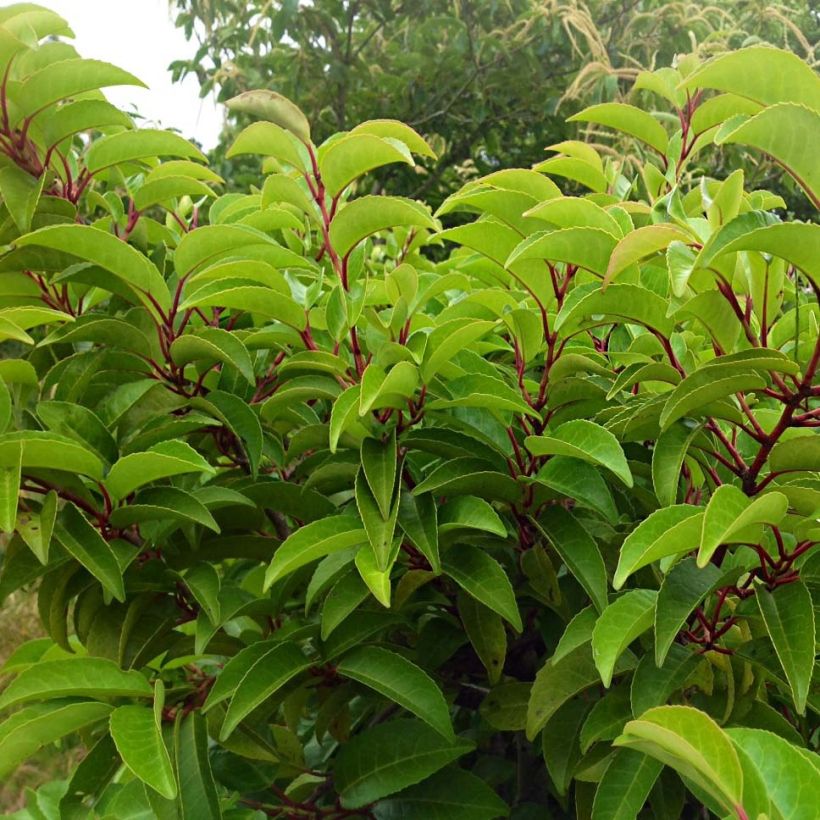 Prunus lusitanica Tico - Laurier des Açores (Feuillage)