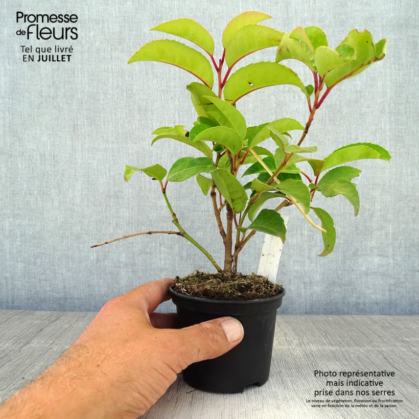 Spécimen de Prunus lusitanica Tico - Laurier des Açores Godet de 8/9 cm tel que livré en été