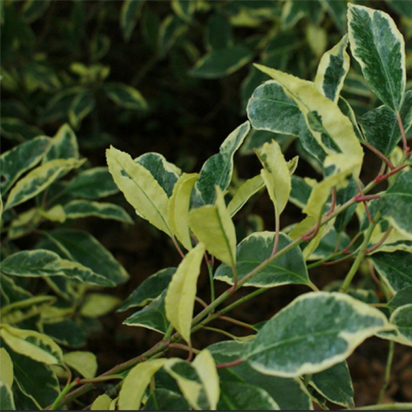 Laurier du Portugal panaché - Prunus lusitanica Variegata (Feuillage)