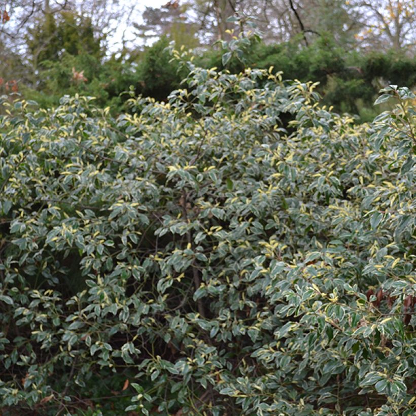 Laurier du Portugal panaché - Prunus lusitanica Variegata (Port)