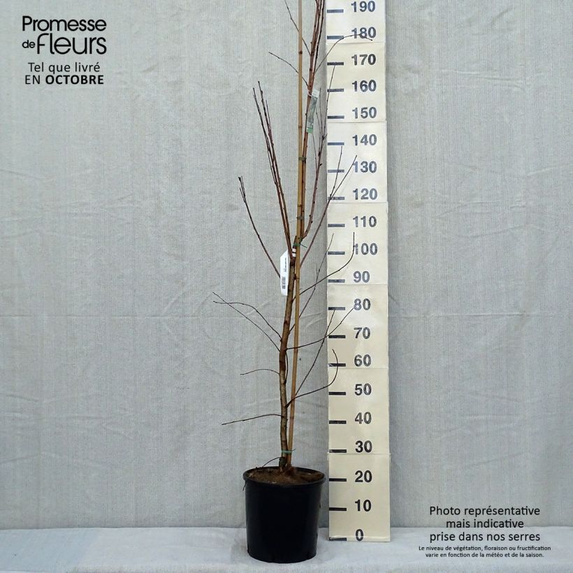 Spécimen de Prunus maackii Amber Beauty - Cerisier de Mandchourie Pot de 12L/15L tel que livré en automne