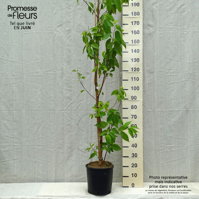 Spécimen de Prunus maackii Amber Beauty - Cerisier de Mandchourie Pot de 12L tel que livré au printemps