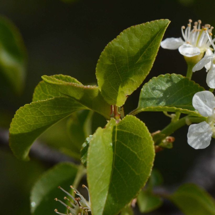 Prunus mahaleb - Bois de sainte Lucie (Feuillage)