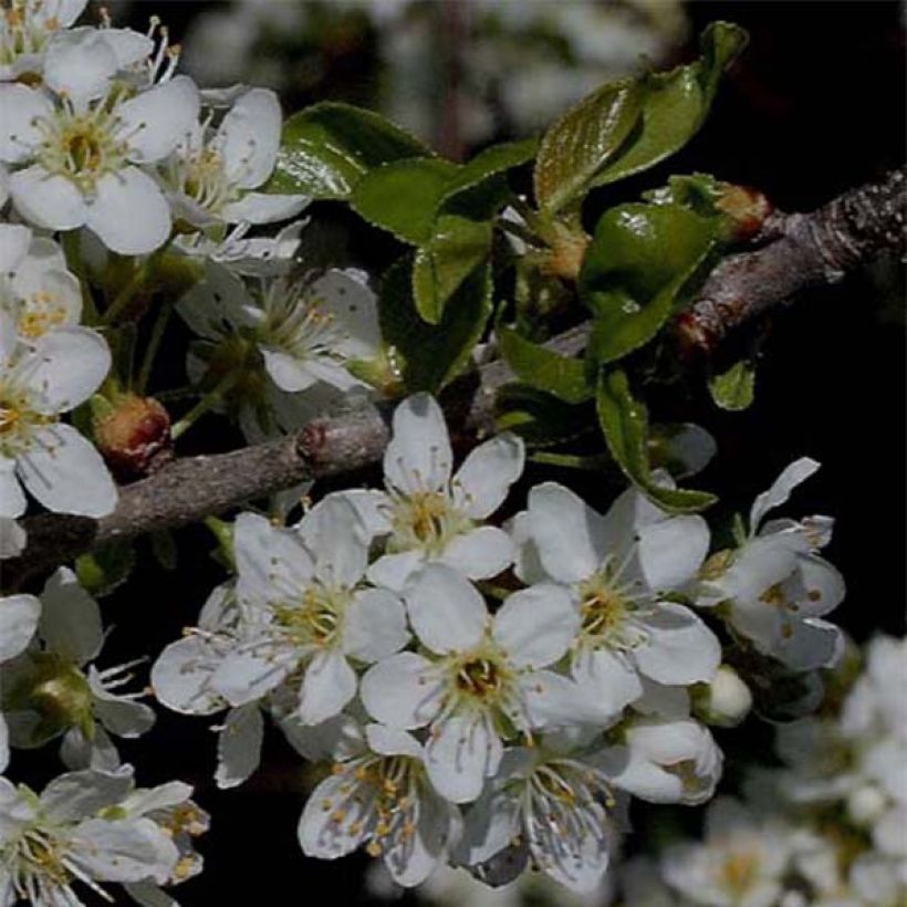 Prunus mahaleb - Bois de sainte Lucie (Floraison)