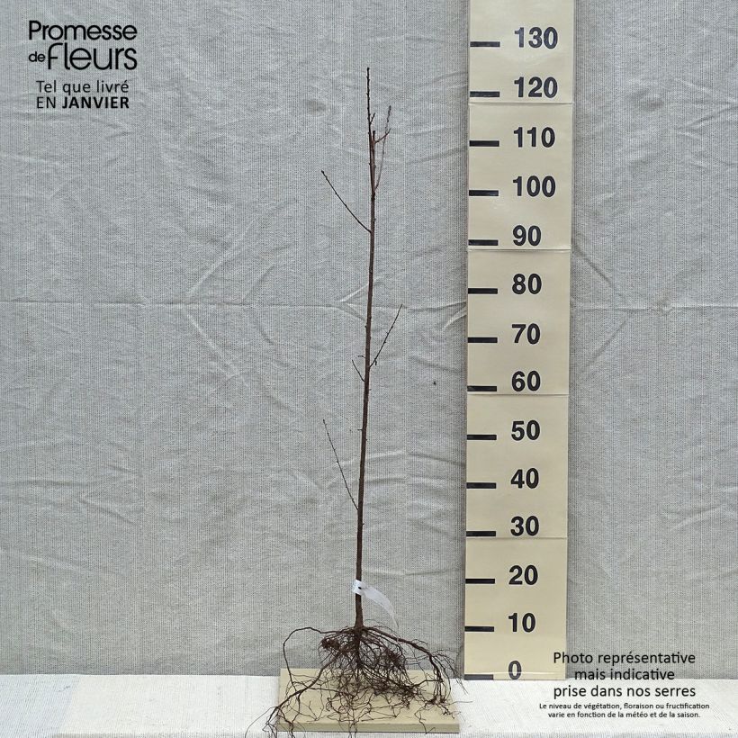 Spécimen de Prunus mahaleb - Bois de sainte Lucie tel que livré en hiver