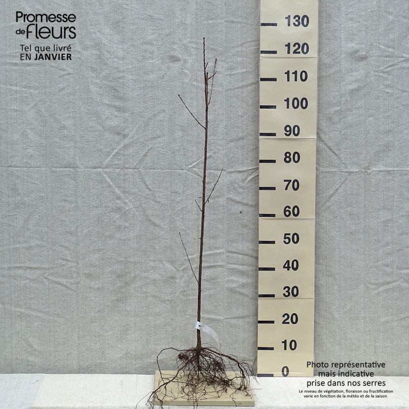 Spécimen de Prunus mahaleb - Bois de sainte Lucie Racines nues tel que livré en hiver