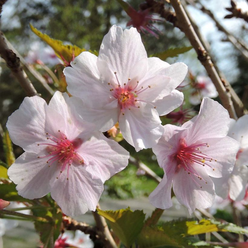 Cerisier à fleurs - Prunus nipponica Brillant (Floraison)