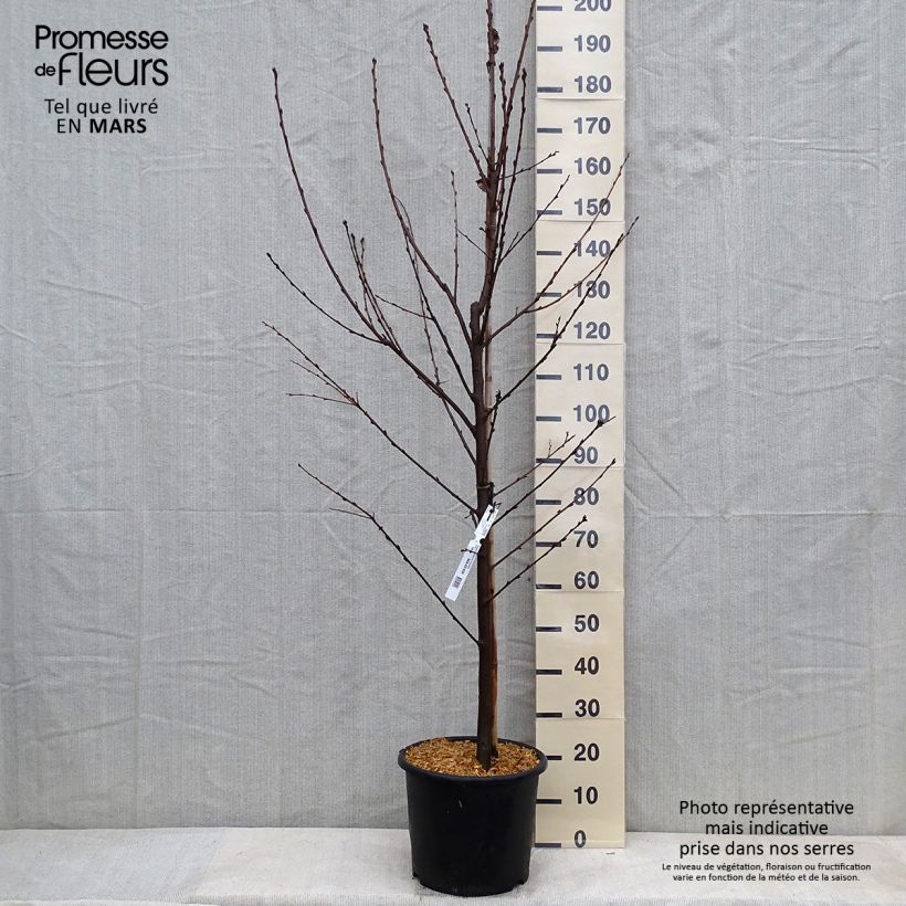 Spécimen de Prunus padus Le Thoureil - Cerisier à grappes  tel que livré en hiver
