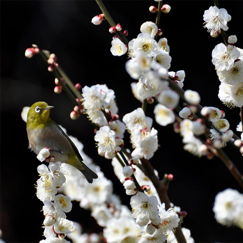 Pêcher à fleurs - Prunus persica Taoflora White (Floraison)