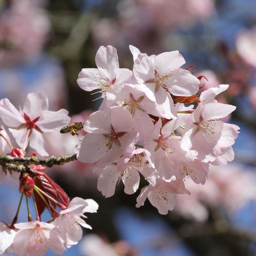 Cerisier à fleurs de Sargent - Prunus sargentii  (Floraison)