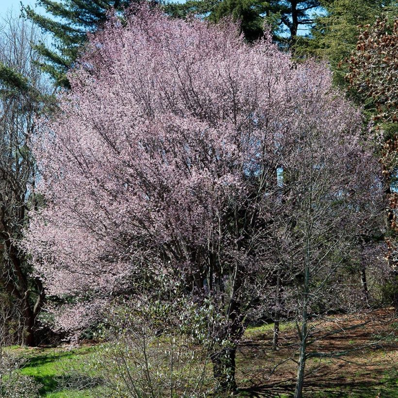 Cerisier à fleurs de Sargent - Prunus sargentii  (Port)