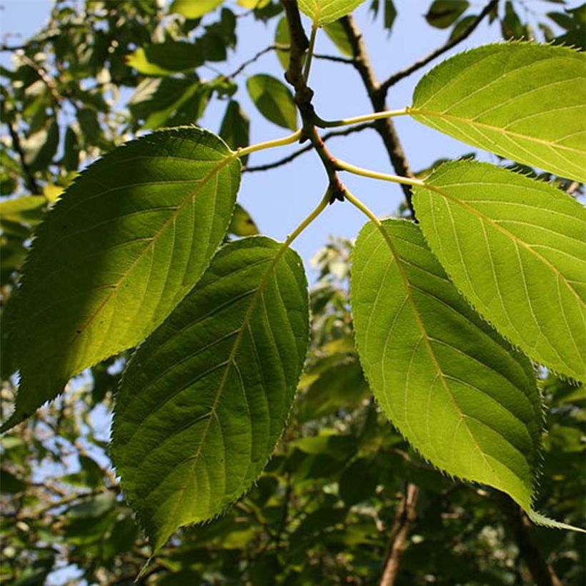 Prunus serrula Amber Scots - Cerisier du Tibet  (Feuillage)