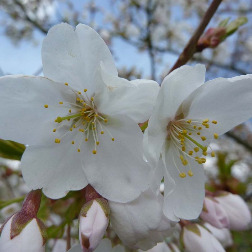 Prunus serrula Amber Scots - Cerisier du Tibet  (Floraison)