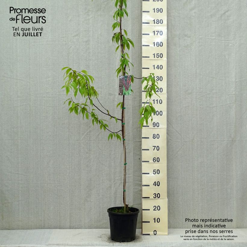 Spécimen de Prunus serrula Amber Scots - Cerisier du Tibet  Pot de 7,5L/10L tel que livré en été