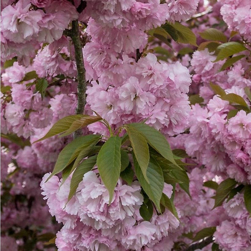 Cerisier à fleurs - Prunus serrulata Pink Perfection (Feuillage)