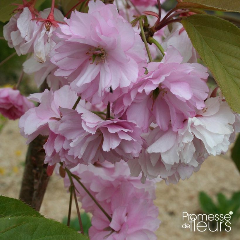 Cerisier à fleurs - Prunus serrulata Pink Perfection (Floraison)