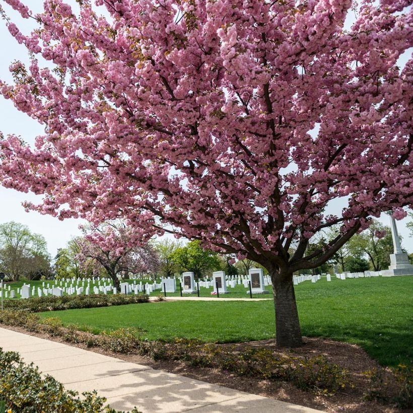 Cerisier à fleurs - Prunus serrulata Pink Perfection (Port)