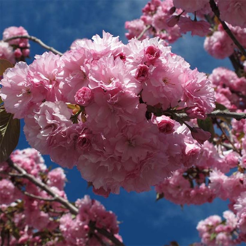 Cerisier du Japon - Prunus serrulata Royal Burgundy (Floraison)
