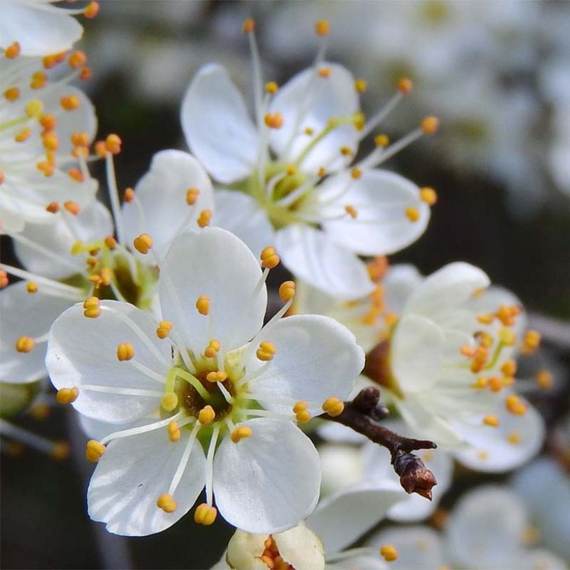 Prunellier - Prunus spinosa (Floraison)