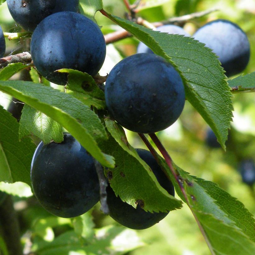 Prunellier - Prunus spinosa (Récolte)