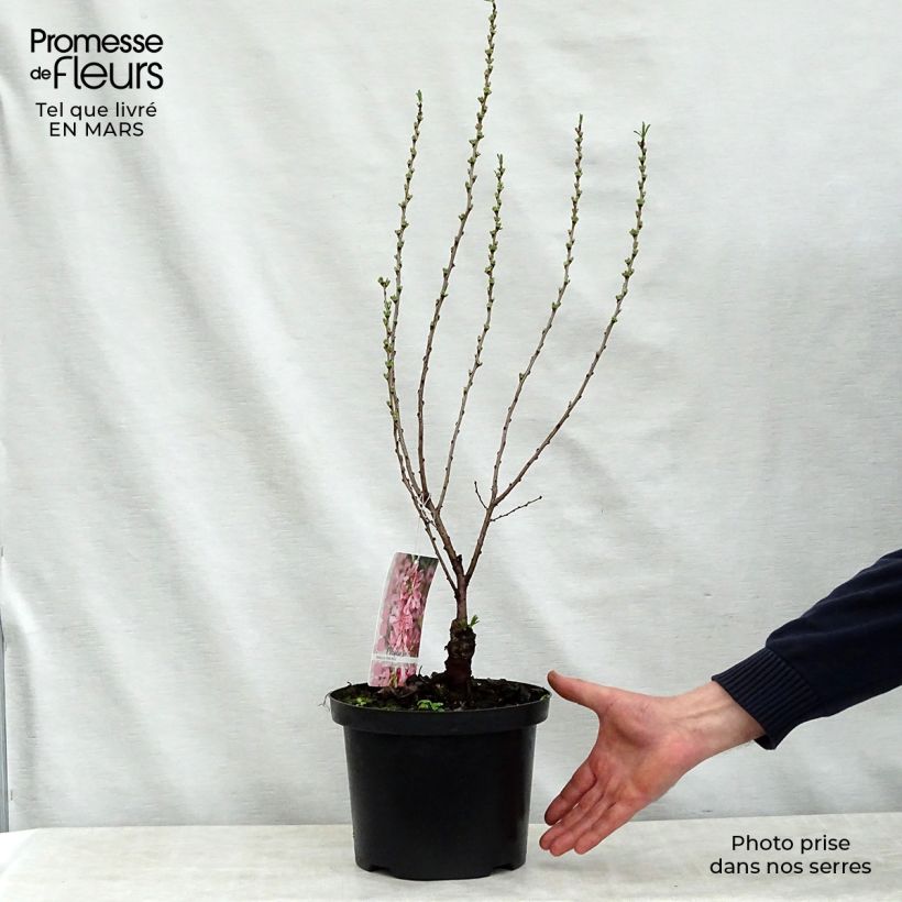 Spécimen de Prunus tenella Fire Hill - Amandier nain à fleurs tel que livré au printemps