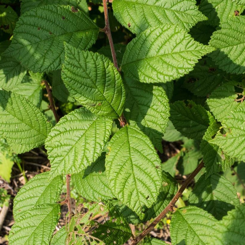 Ragouminier - Prunus tomentosa (Feuillage)