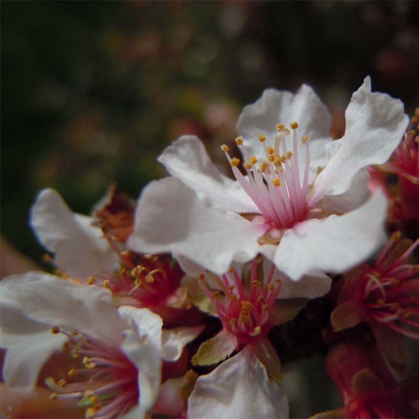 Ragouminier - Prunus tomentosa (Floraison)