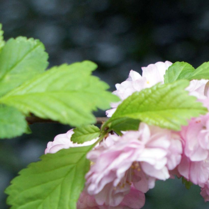 Amandier à fleurs - Prunus triloba  (Feuillage)