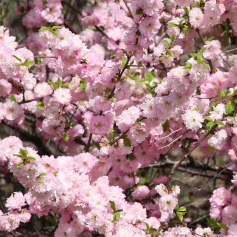 Amandier à fleurs - Prunus triloba  (Floraison)