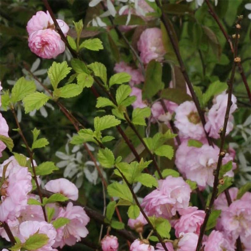Amandier à fleurs - Prunus triloba Multiplex (Feuillage)