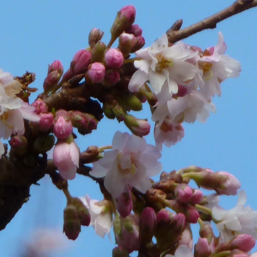 Cerisier à fleurs d'automne - Prunus subhirtella Autumnalis Rosea  (Floraison)