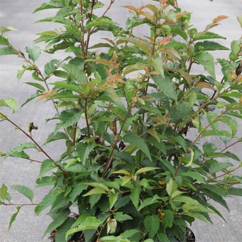 Cerisier à fleurs - Prunus subhirtella Fukubana (Feuillage)