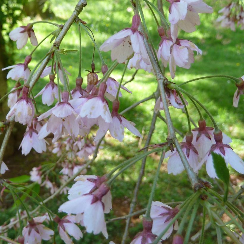 Cerisier à fleurs - Prunus subhirtella Pendula Rubra (Floraison)