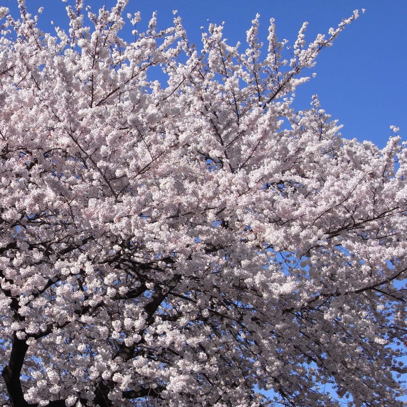 Cerisier à fleurs - Prunus yedoensis  (Floraison)