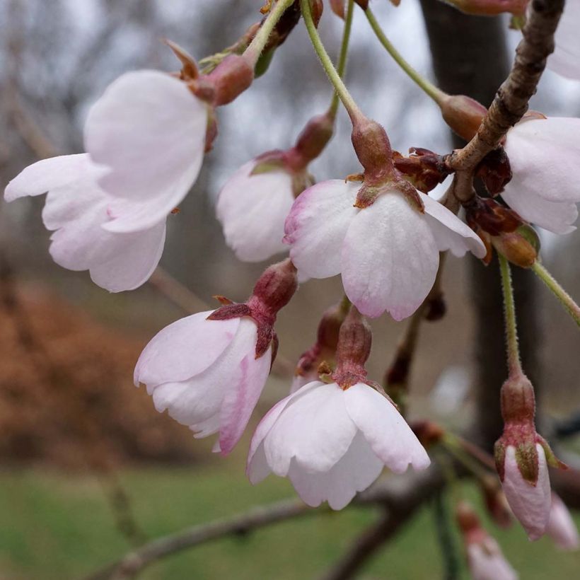 Cerisier à fleurs pleureur - Prunus yedoensis Shidare Yoshino (Floraison)