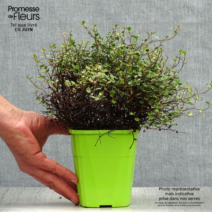 Spécimen de Pseudanthus tasmanicus Radiance Pot de 1,5L/2L tel que livré en été
