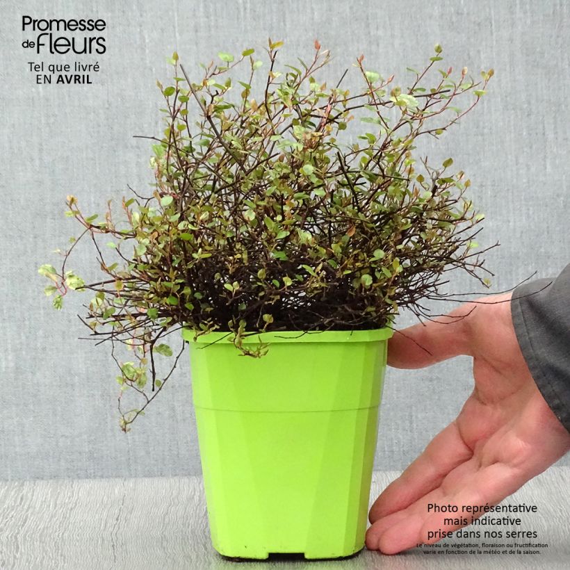 Spécimen de Pseudanthus tasmanicus Radiance - Pot de 1.5L/2L tel que livré au printemps