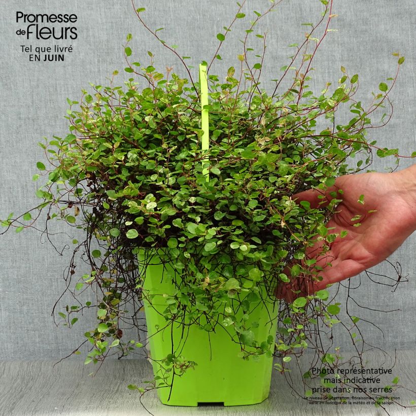 Spécimen de Pseudanthus tasmanicus Radiance Pot de 4L/5L tel que livré en été