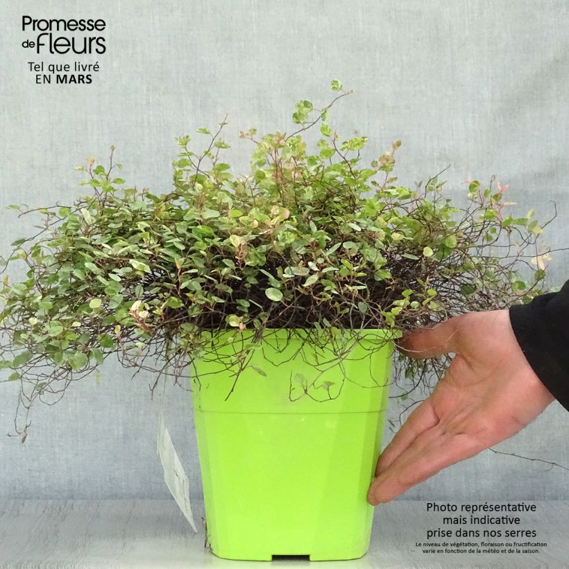 Spécimen de Pseudanthus tasmanicus Radiance - Pseudanthus de Tasmanie - Pot de 4L tel que livré au printemps