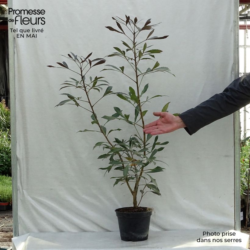 Spécimen de Pseudopanax lessonii Dark Star - Houpara Pot de 2L/3L tel que livré au printemps