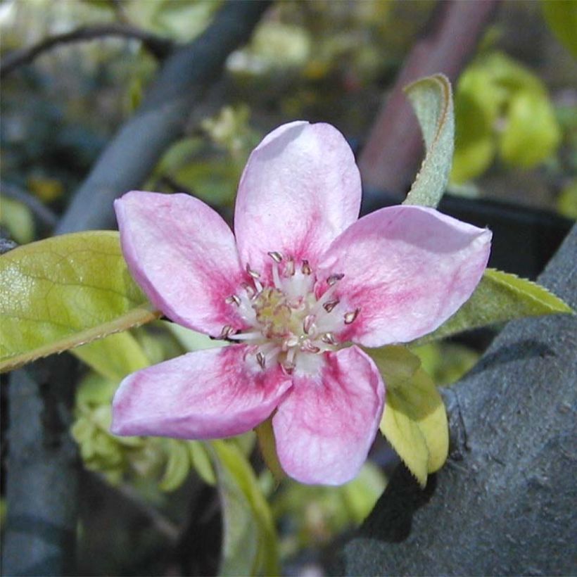 Pseudocydonia sinensis - Cognassier de Chine (Floraison)