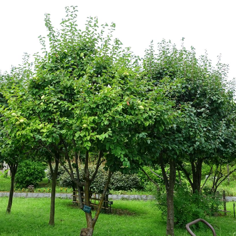 Pseudocydonia sinensis - Cognassier de Chine (Port)