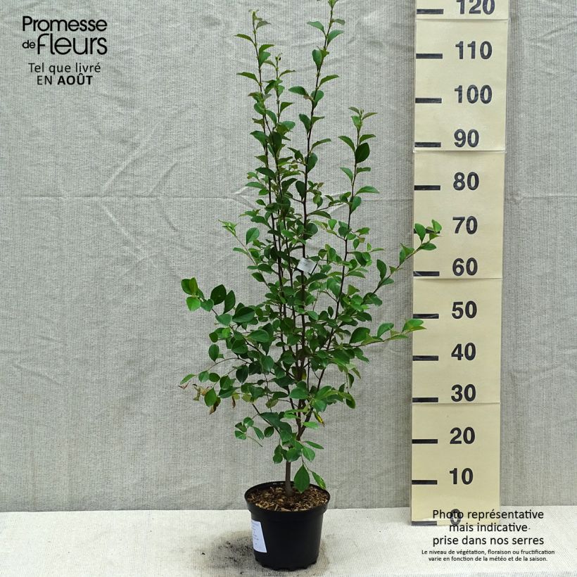 Example of Pseudocydonia sinensis - Cognassier de Chine as you get in ete